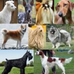 Nombres típicos de perros
