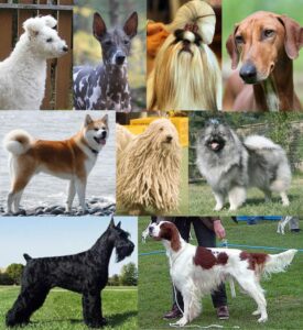 razas-de-perros
