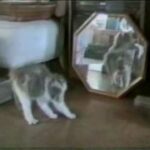 Vídeos de gatos